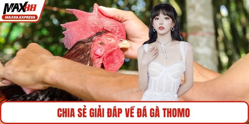 Chia sẻ giải đáp về Đá gà Thomo 