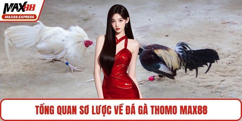 Tổng quan sơ lược về đá gà Thomo MAX88